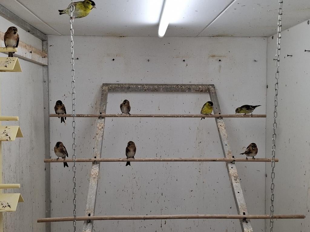 Te koop barmsijs en europese sijs, Dieren en Toebehoren, Mannelijk, Wildzangvogel