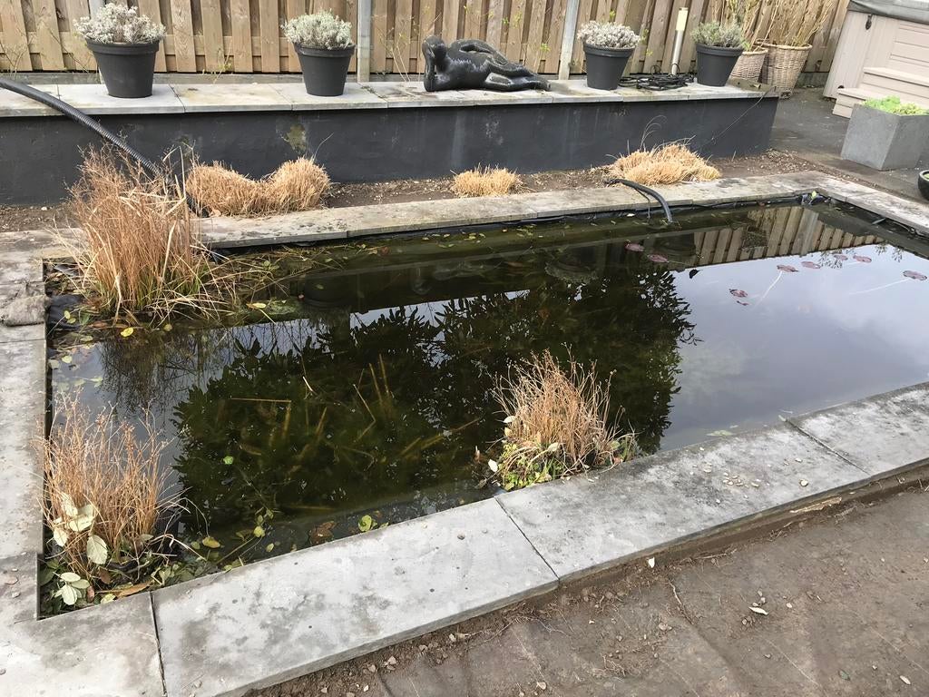 Heel veel vijverplanten, Ophalen of Verzenden, Zo goed als nieuw