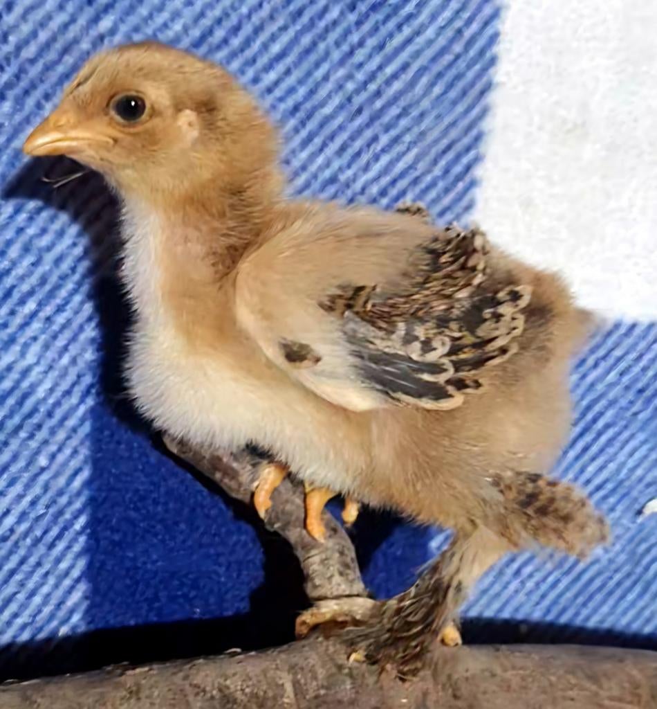 Brahma krul en glad groothoender kuikens beschikbaar!, Dieren en Toebehoren, Geslacht onbekend