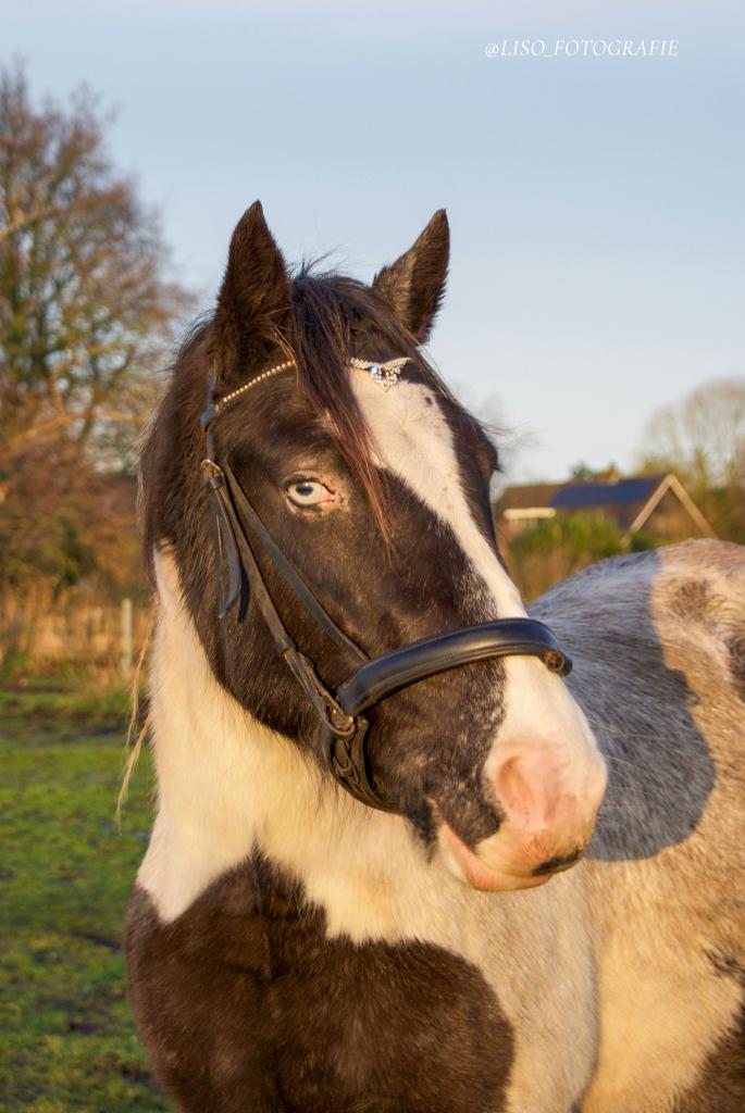 Zadelmak 5 jarige D pony, Merrie, B, 3 tot 6 jaar, D pony (1.37m tot 1.48m)