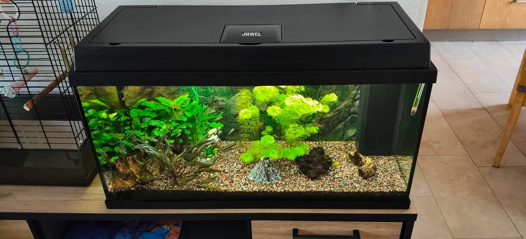 Mooi compleet aquarium, Ophalen of Verzenden, Zo goed als nieuw, Gevuld zoetwateraquarium