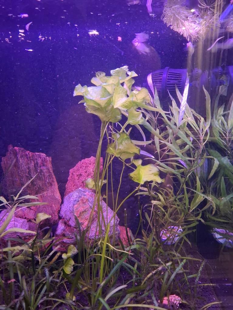 Nymphoides hydrophylla 'Taiwan', Vis