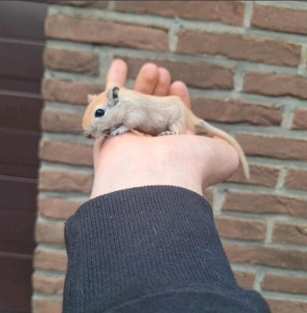 Jonge Mongoolse gerbils BELGIË, Januari, Meerdere dieren, Overige typen, Tam