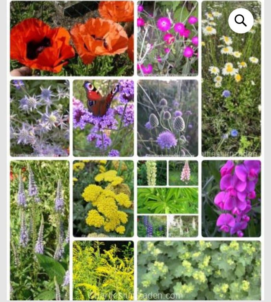 Zadenpakket vaste planten pluktuin, Verzenden, Volle zon