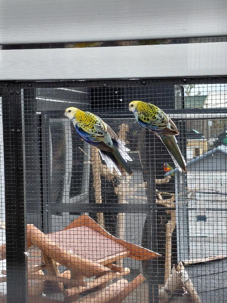 Bleekkop Rosella l Broedkoppel, Meerdere dieren, Parkiet, Geringd