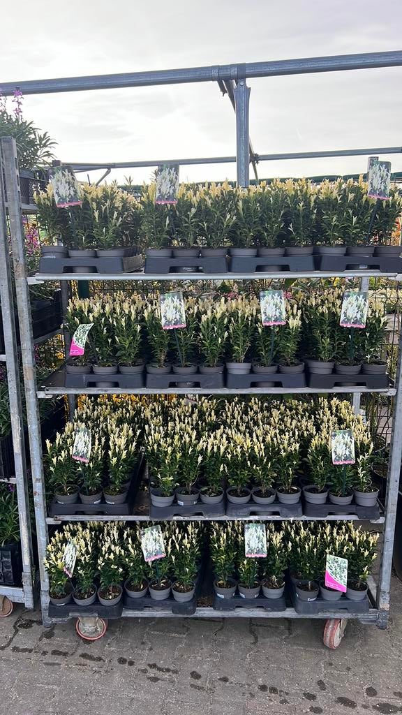 Euonymus Paloma Blanca, maart tot juni witte topjes, Tuin en Terras, Planten | Struiken en Hagen, Ophalen, Overige soorten, Haag