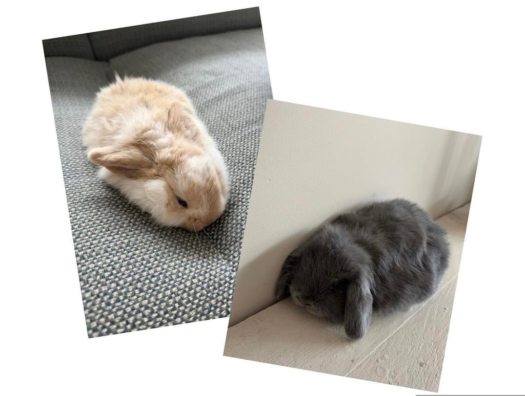 Hangoor konijntjes, Dieren en Toebehoren, Konijnen, Geslacht onbekend, Hangoor, 0 tot 2 jaar