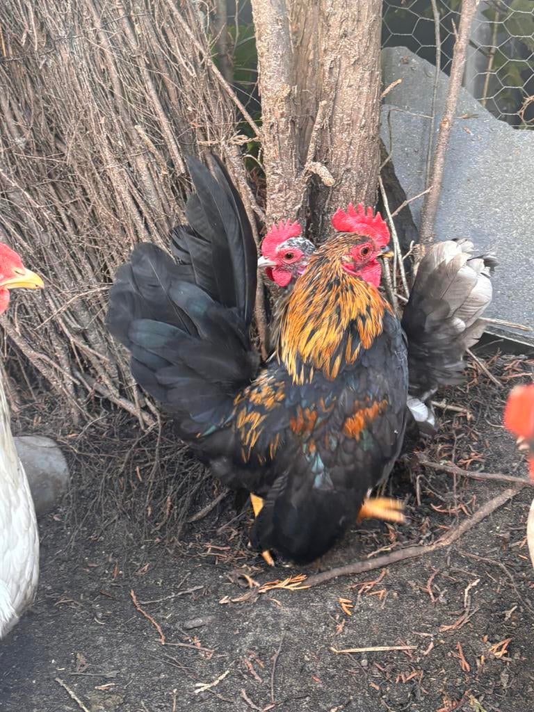 Serama, Dieren en Toebehoren, Mannelijk, Kip