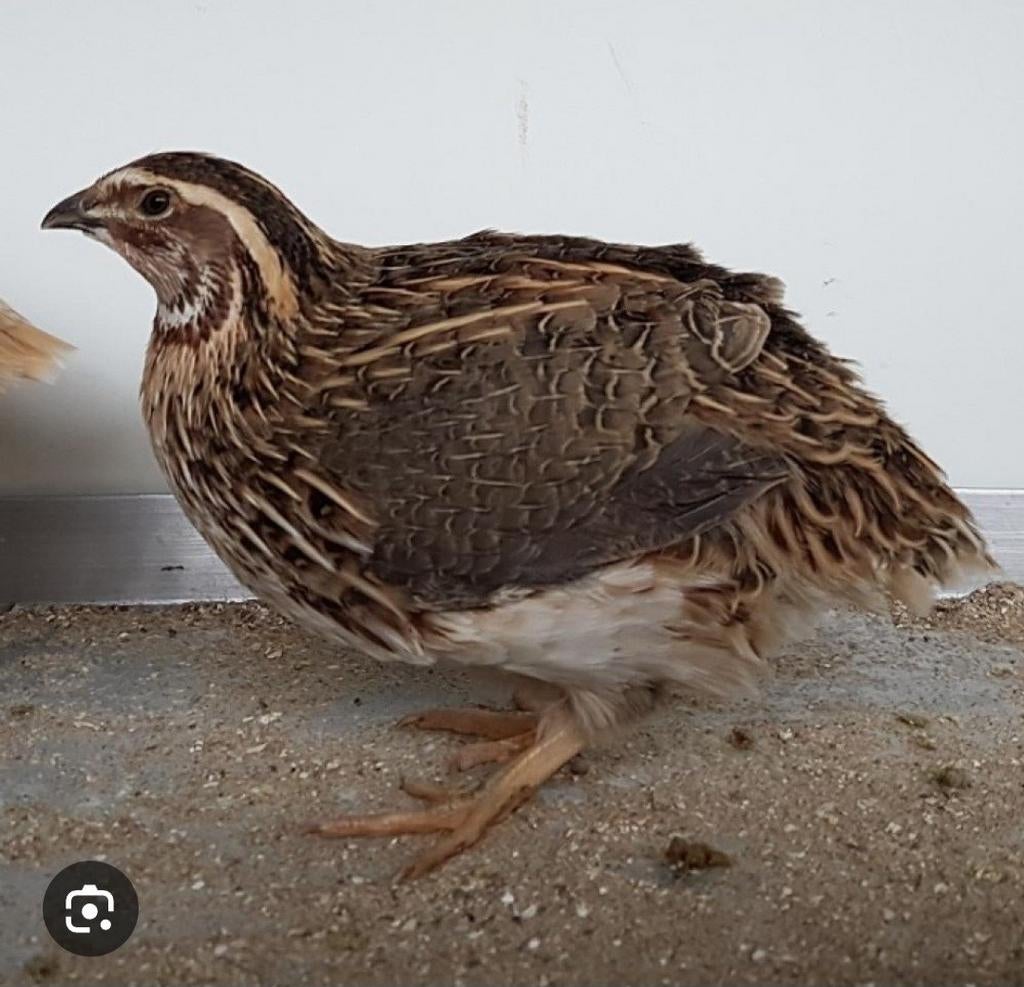 Opzoek naar 4 kwartel hennen., Dieren en Toebehoren