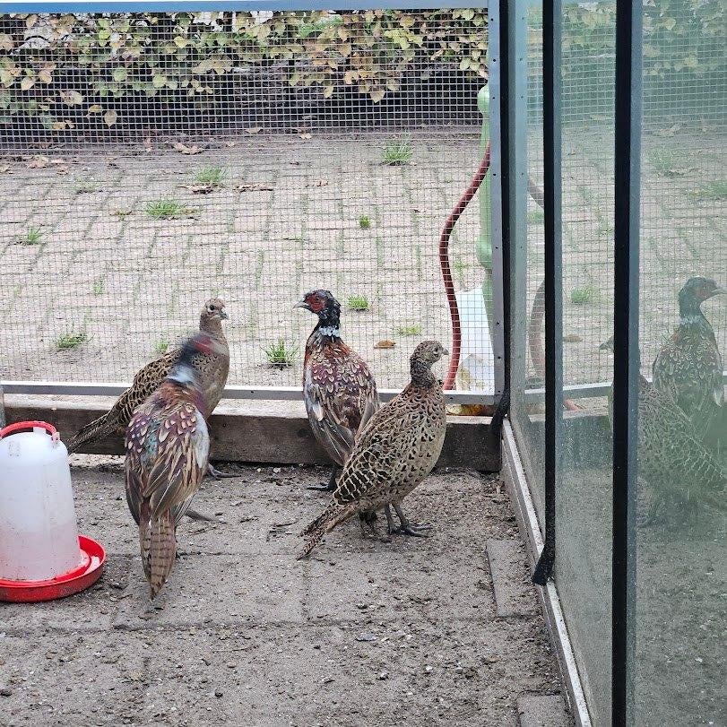 broedeieren, Dieren en Toebehoren, Vogels | Overige Vogels, Geslacht onbekend, Tropenvogel