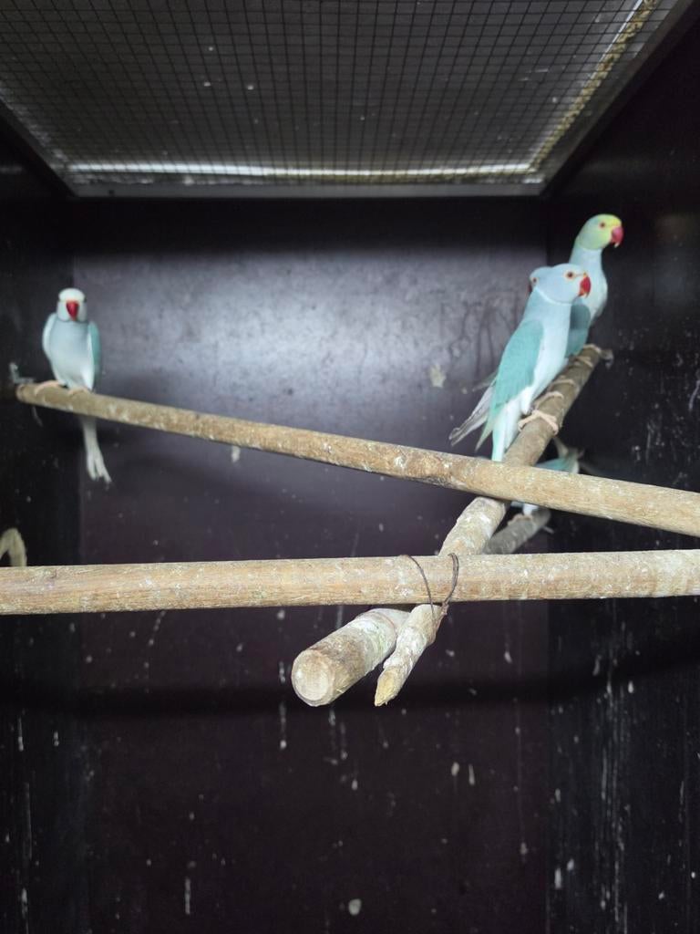 Diverse bleekstaart halsband parkieten zie tekst, Dieren en Toebehoren, Vogels | Parkieten en Papegaaien, Meerdere dieren, Parkiet