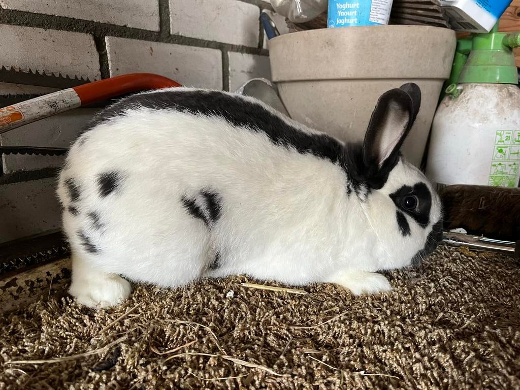 Lotharinger, Dieren en Toebehoren, Konijnen, Mannelijk, Klein