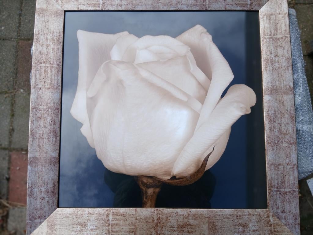 Witte roos schilderij, Antiek en Kunst, Kunst | Schilderijen | Modern, Ophalen