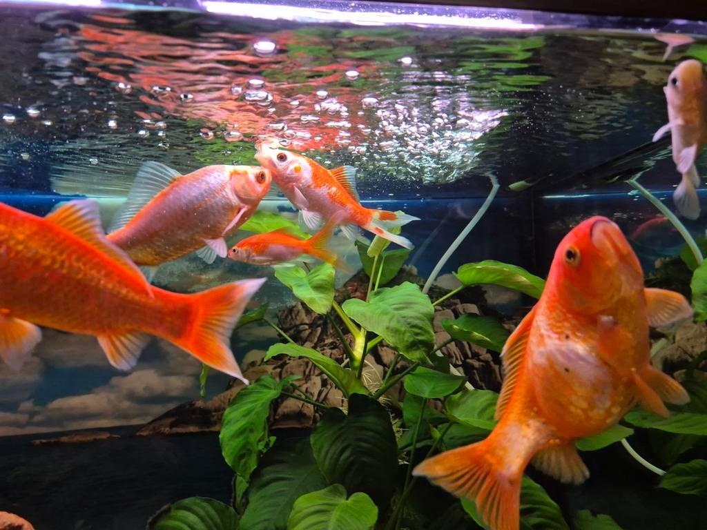 Mooie goudvissen te koop (verschillende maten), Dieren en Toebehoren, Ophalen