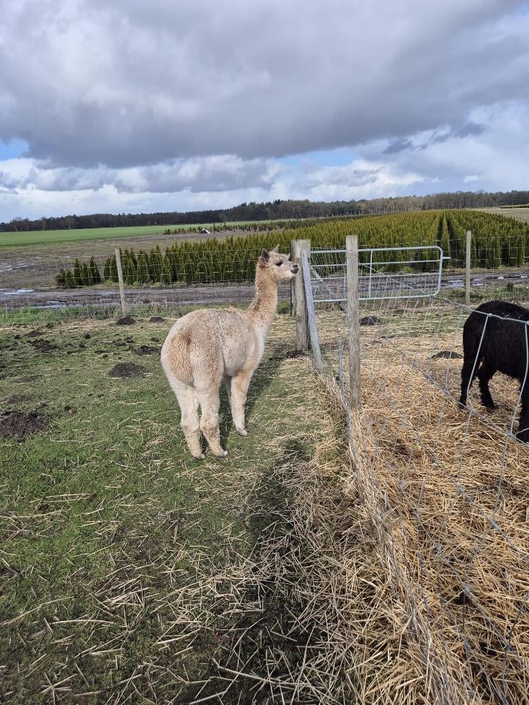 Alpaca merries te koop, Dieren en Toebehoren, Overige Dieren, April, Vrouwelijk