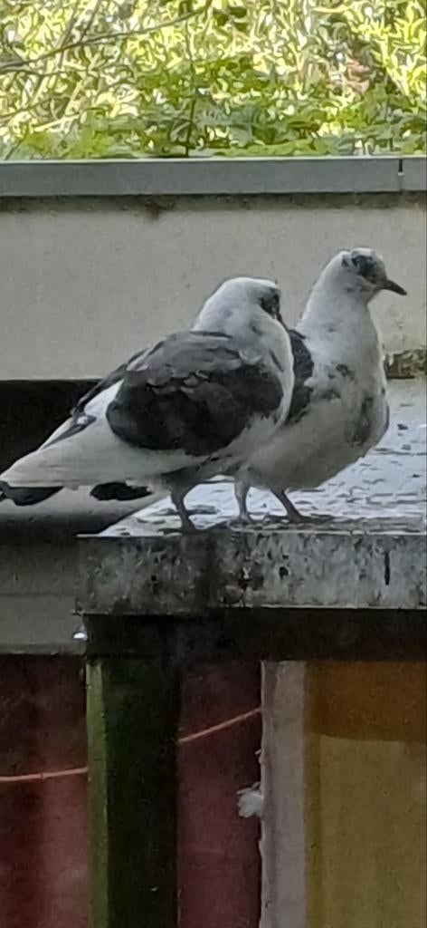 Plek voor Duiven gezocht, Dieren en Toebehoren, Vogels | Duiven, Meerdere dieren, Overige soorten