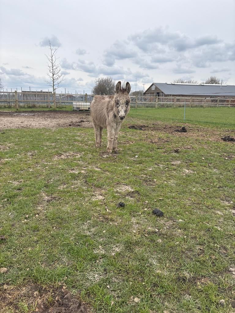 Ezel, Dieren en Toebehoren, Overige Dieren, Mei, Mannelijk