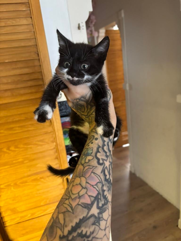 Leuk katertje, Kater