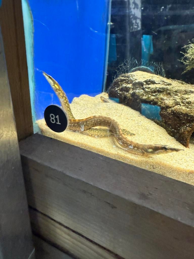 Mastacembelus armatus, Dieren en Toebehoren, Vissen | Aquariumvissen, Vis