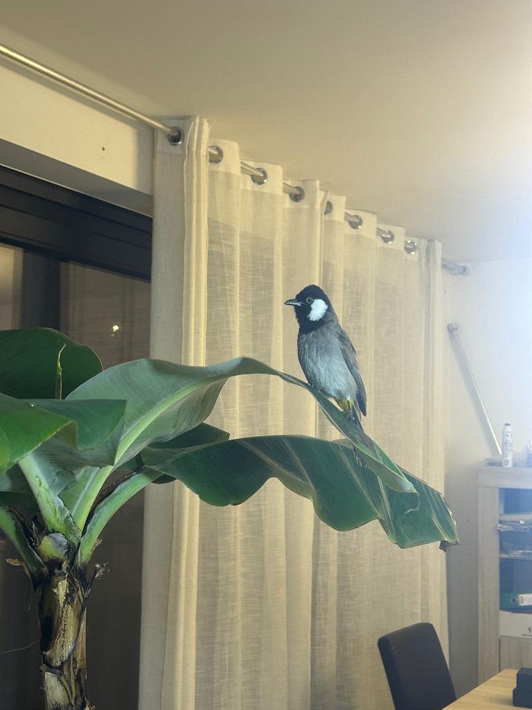 buulbuul irakes 2koppels te koop, Ophalen