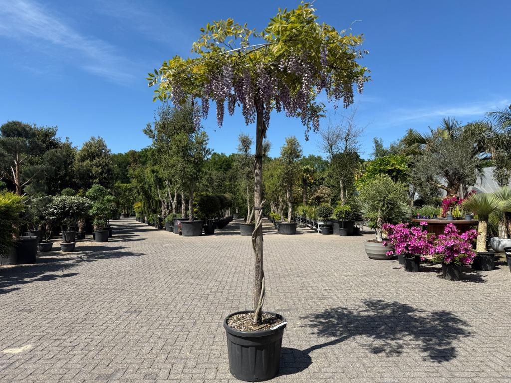 Wisteria sinensis dakboom (Blauwe regen) parasol te koop!!, Ophalen of Verzenden, Dakboom, 250 tot 400 cm, Zomer