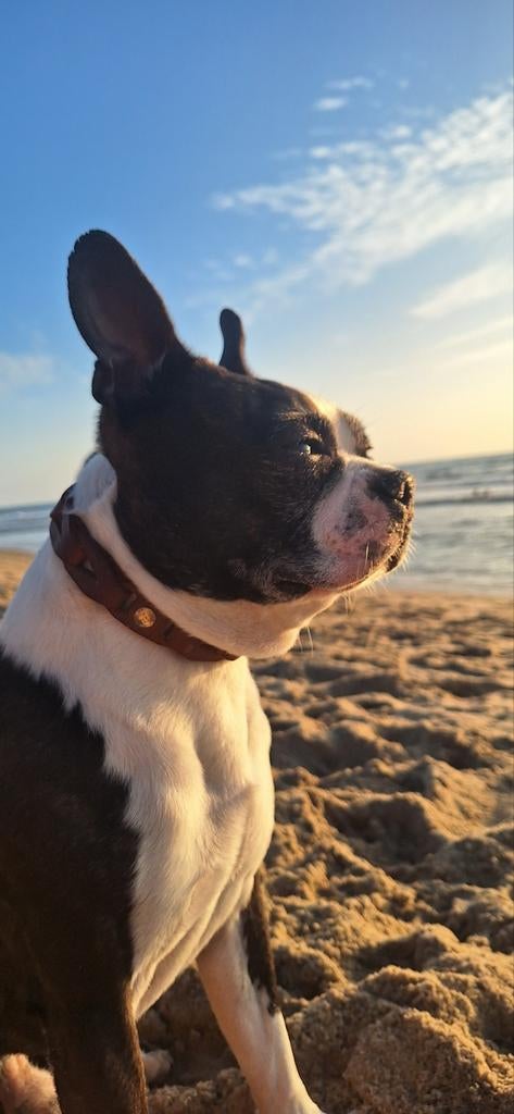 Dekreu retro Boston Terriër, Reu, Eén hond, 3 tot 5 jaar, HCC (leverziekte)