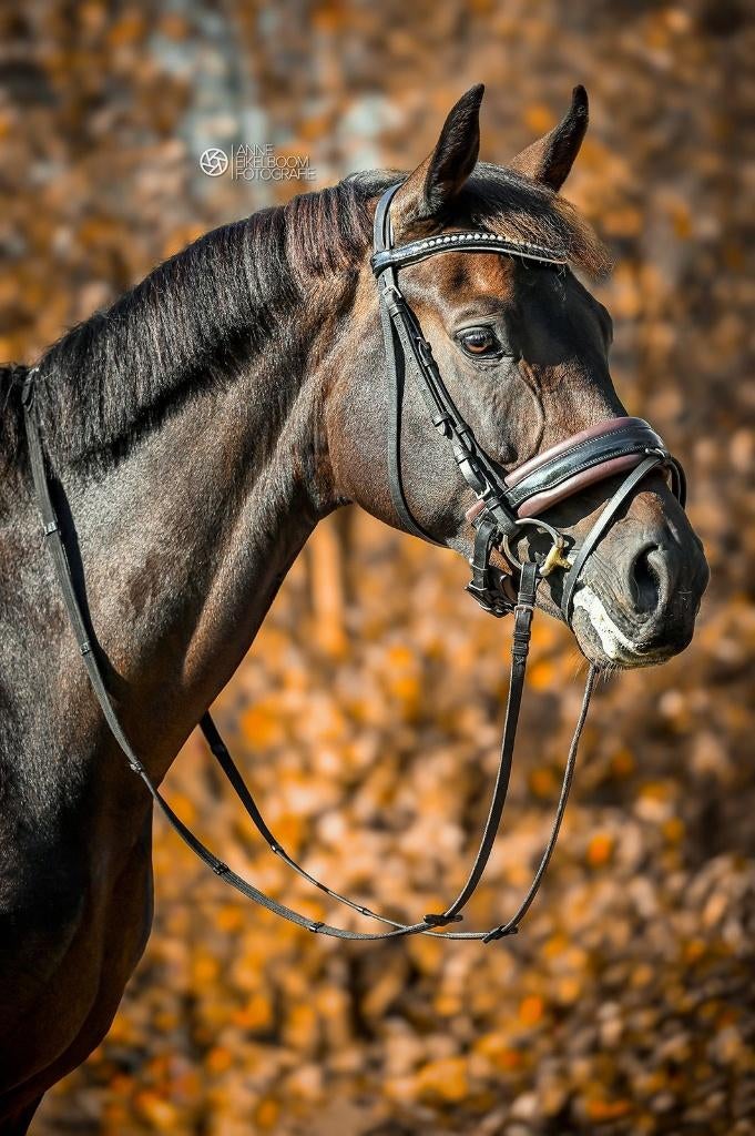 sportpaard te koop, Dieren en Toebehoren, Paarden, Merrie, 165 tot 170 cm, Dressuurpaard, 7 tot 10 jaar