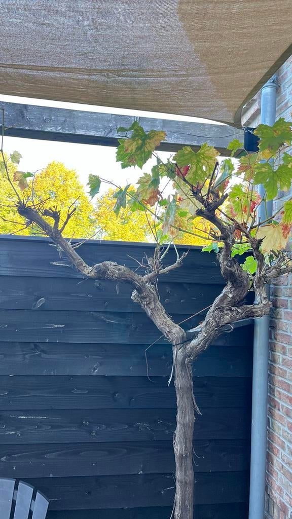 Grote Druif in Pot - 2,50m Hoog, Tuin en Terras, Planten | Bomen, Overige soorten, Lente, 250 tot 400 cm, Ophalen