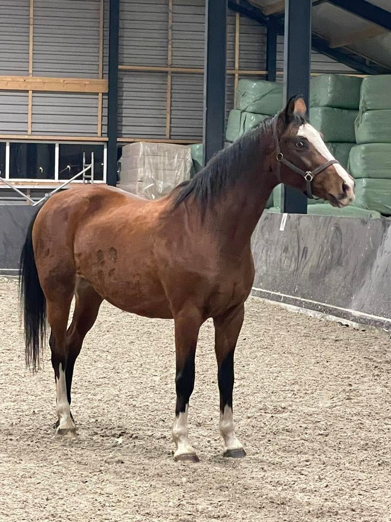 Fokmerrie te koop, Merrie, Met stamboom, Dressuurpaard, Onbeleerd