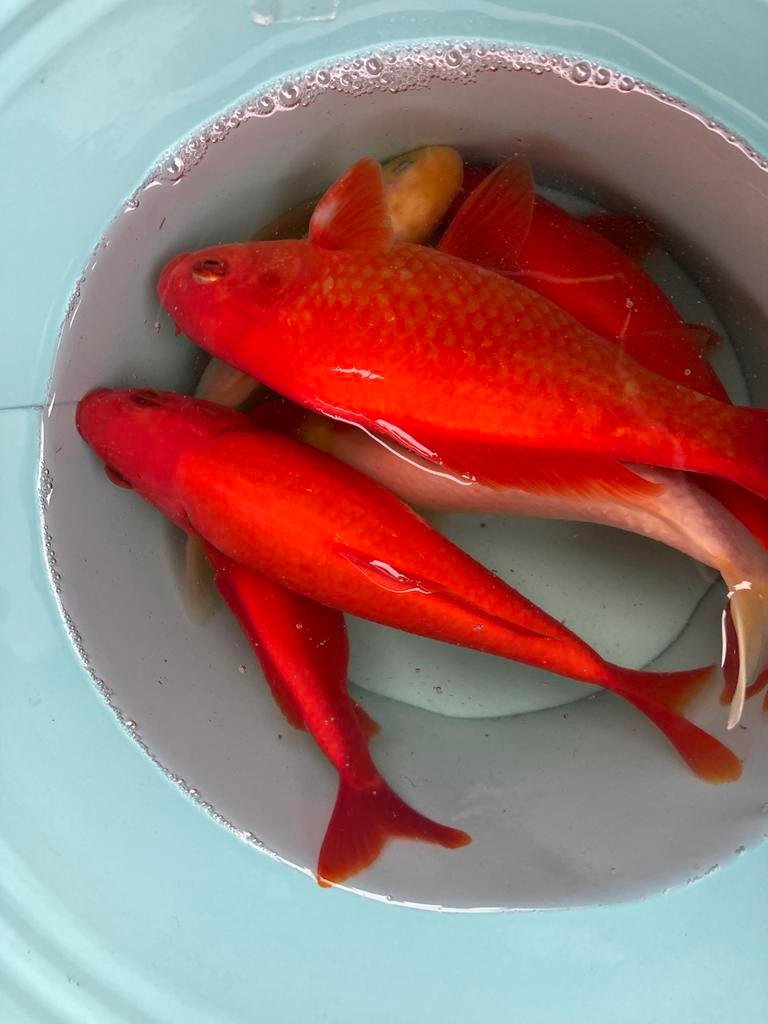 diverse koi en goudvissen tekoop weg is pech, Karper of Koi