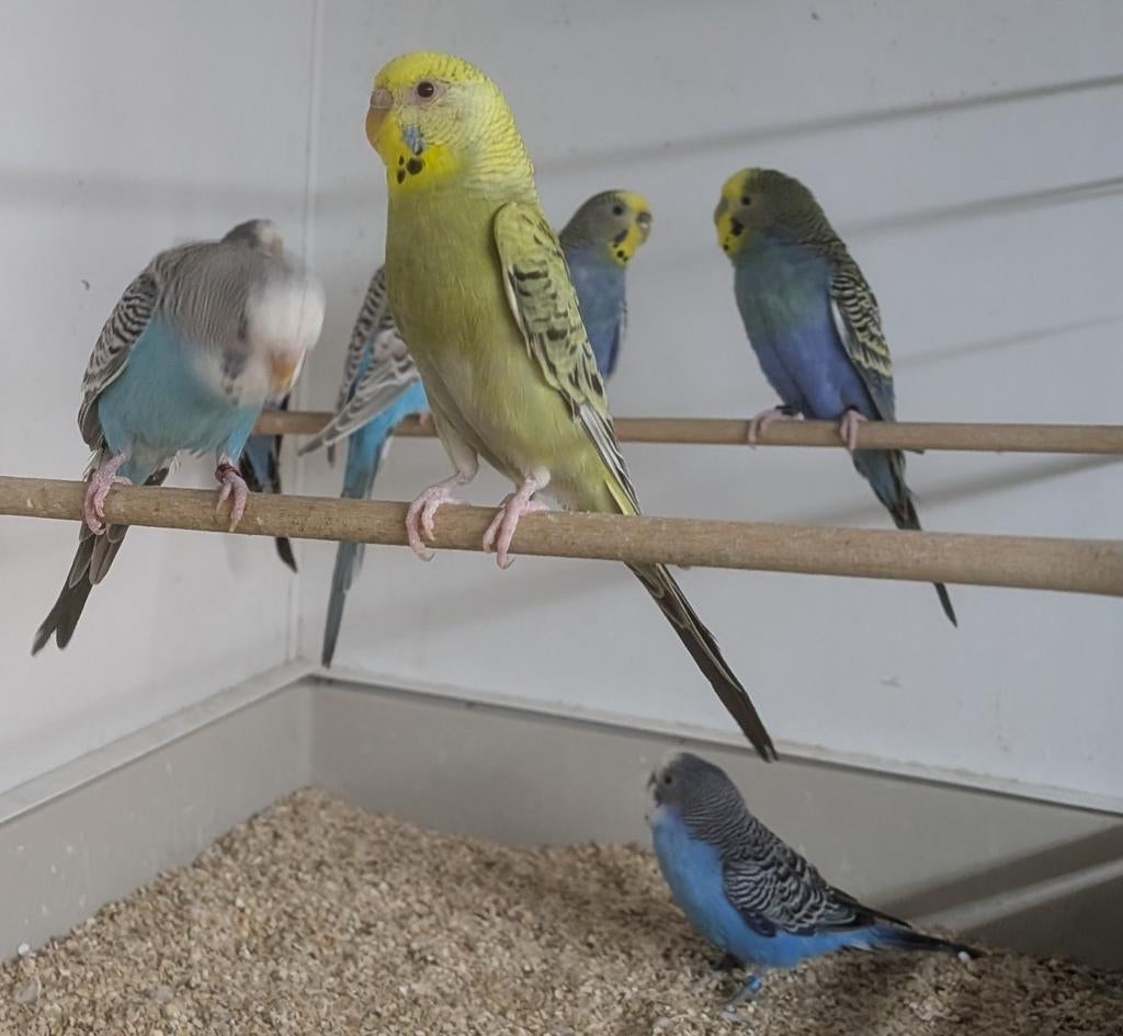 Dun Fallow en splitten, Dieren en Toebehoren, Meerdere dieren, Parkiet