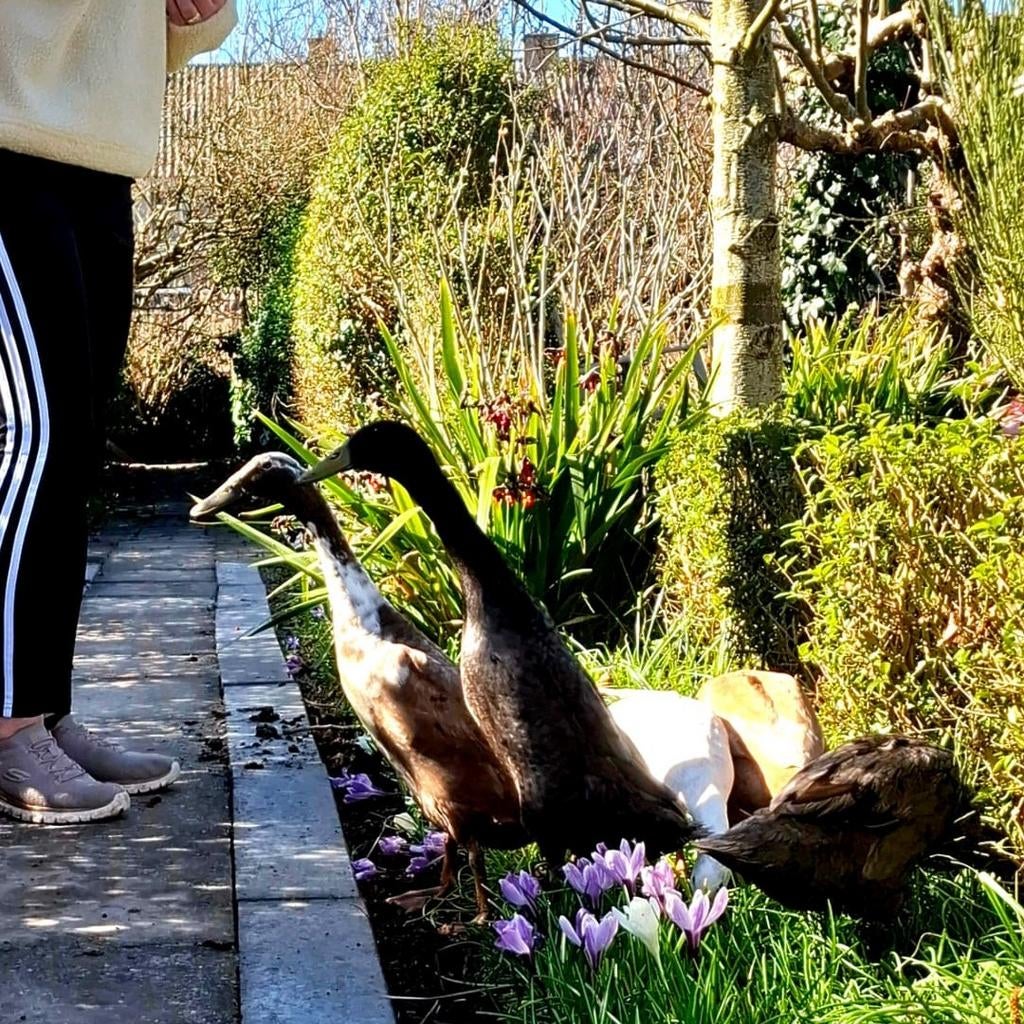Broedeieren Indische Loopeenden /Indiaan runners, Geslacht onbekend, Eend