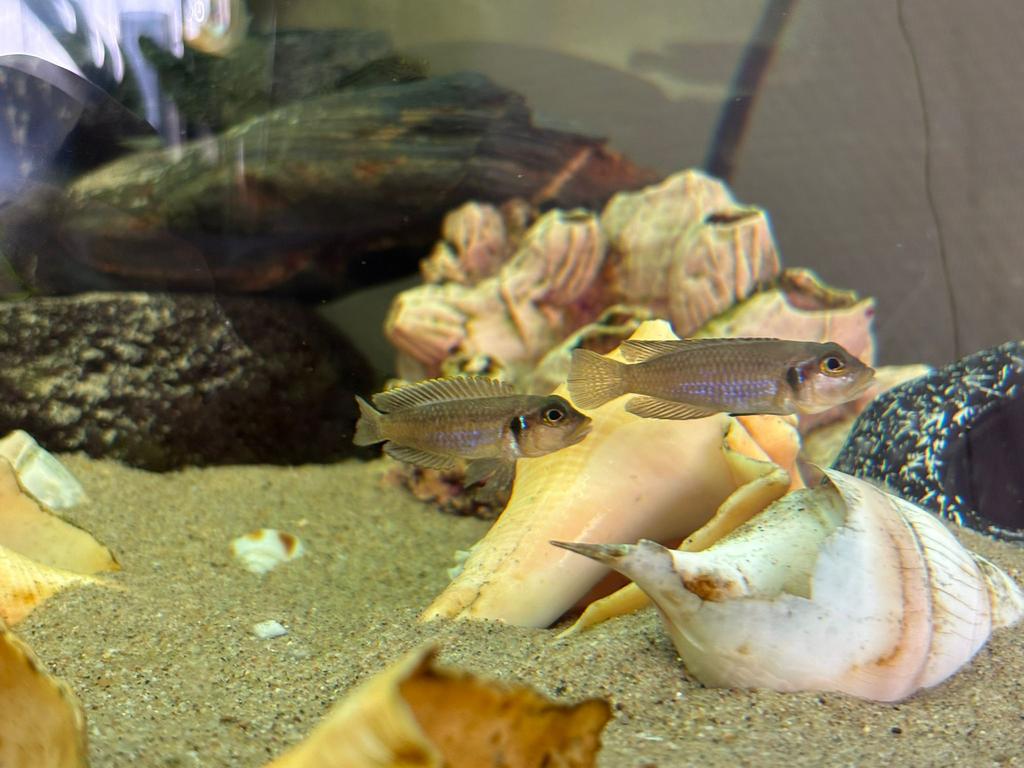 Lamprologus ocellatus tanganyika cichlide, Vis