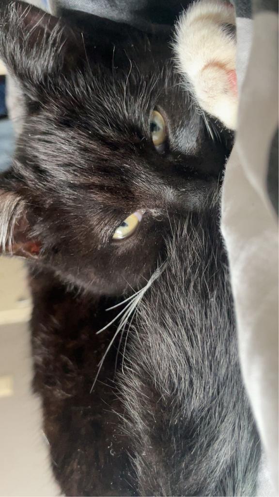 Coco, Dieren en Toebehoren, Katten en Kittens | Overige Katten, Kater