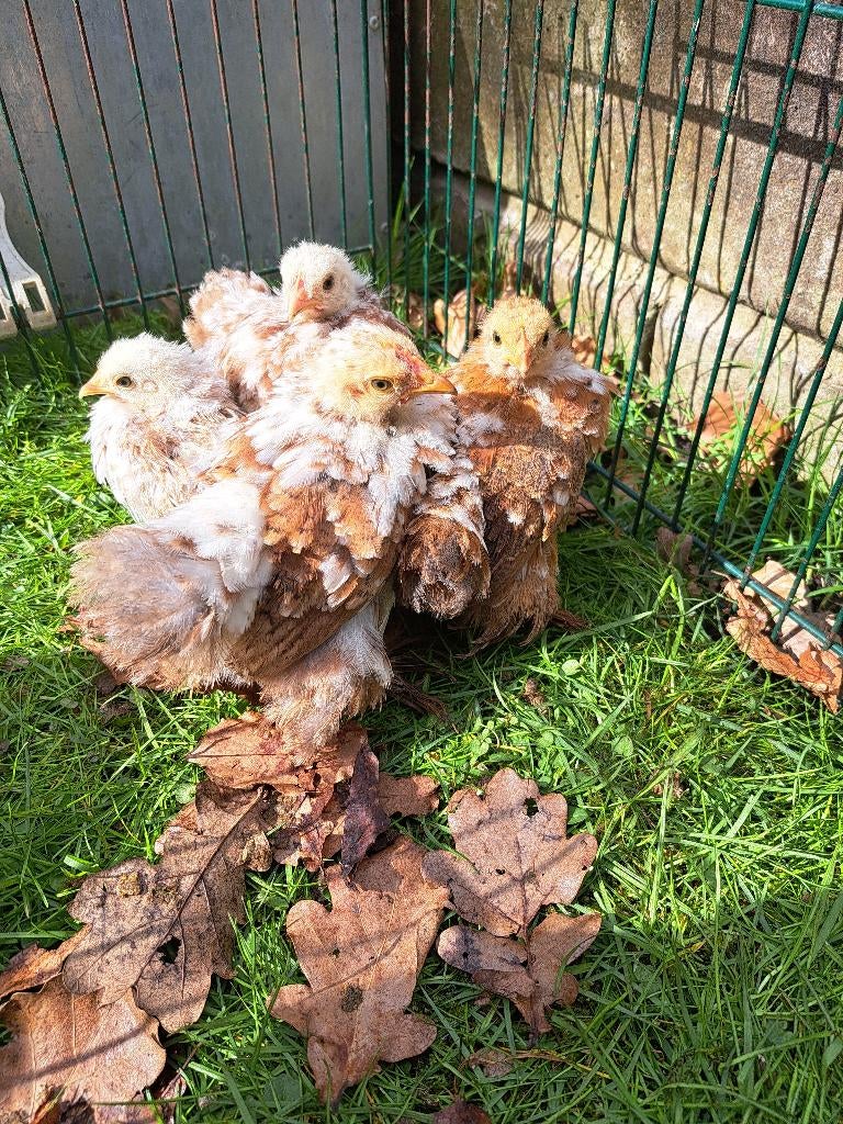 cochin kriel, Dieren en Toebehoren, Pluimvee, Meerdere dieren, Kip