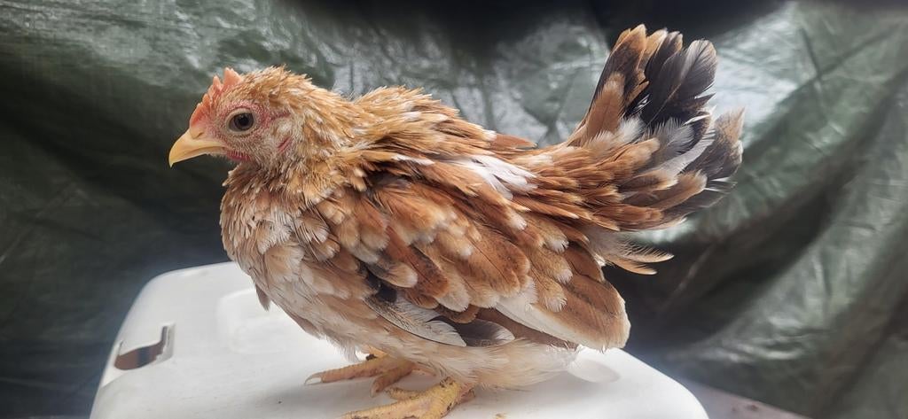 Serama haantjes, Dieren en Toebehoren, Mannelijk, Kip