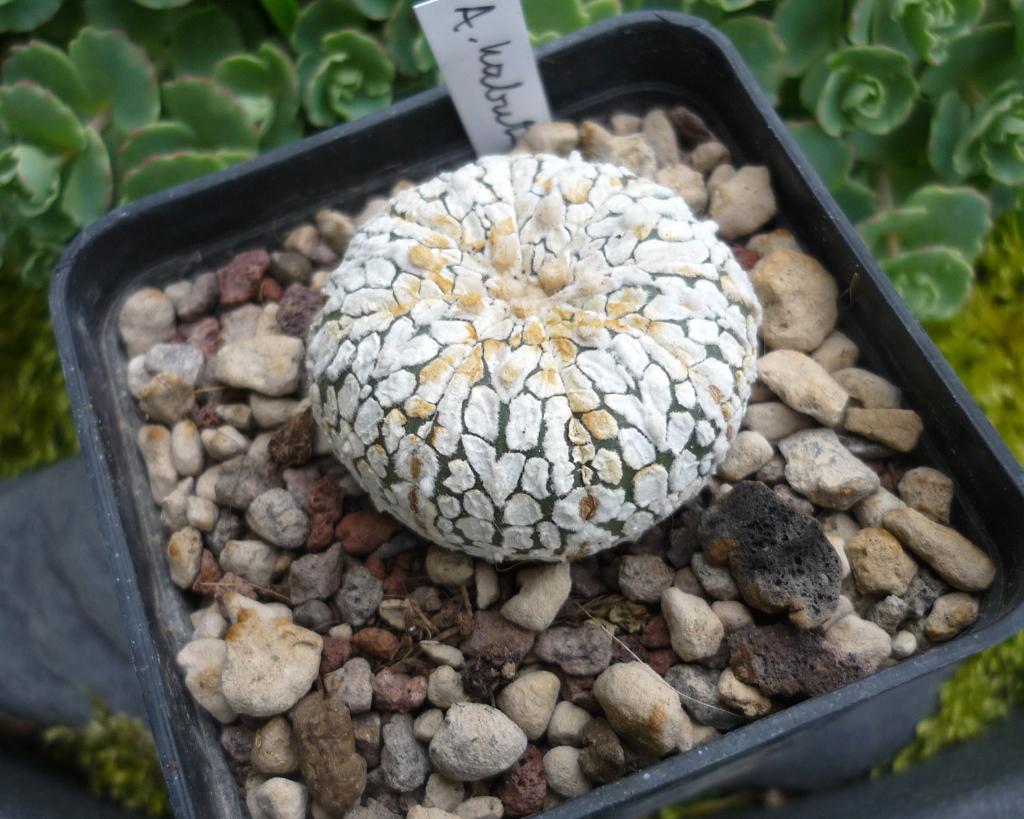 cactus - Astrophytum SUPER KABUTO, Verzenden, Cactus, Volle zon, Minder dan 100 cm