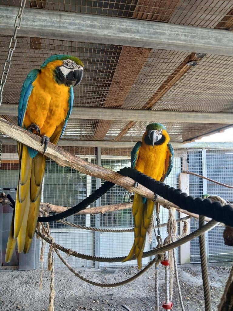 1-1 blg ara 1-1 severa 0-1 blg ara 0-1 rose kak, Dieren en Toebehoren, Vogels | Parkieten en Papegaaien, Meerdere dieren, Papegaai