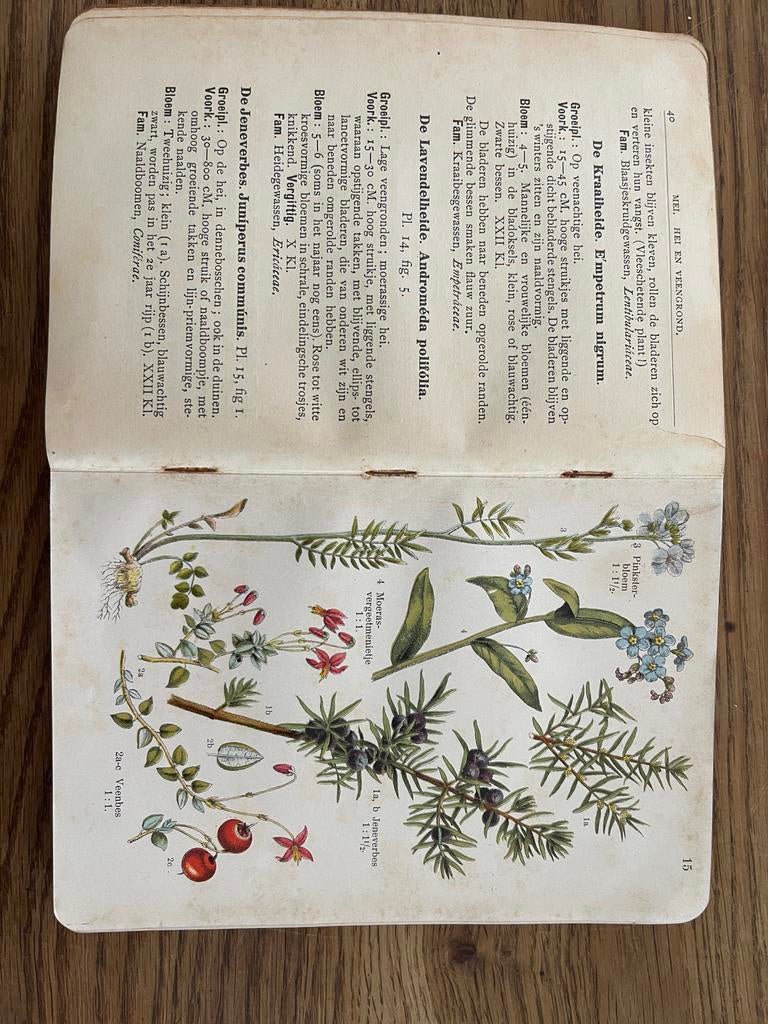 Plantenboek - Taschenbuch Einheimischer Pflanzen (oud), Ophalen of Verzenden, Gelezen, Bloemen, Planten en Bomen