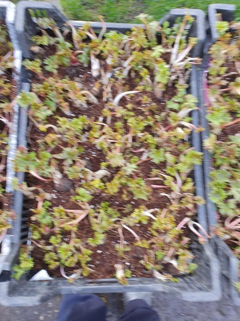 Monnikskappen stek, Ophalen, Voorjaar, Volle zon, Wortelstok