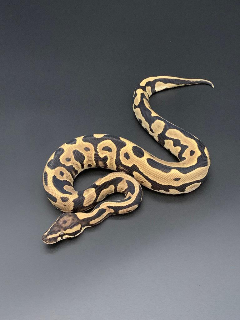 1.0 leopard 66% DH DG/pied python regius Ball Python - male for sale from DemonSnakes