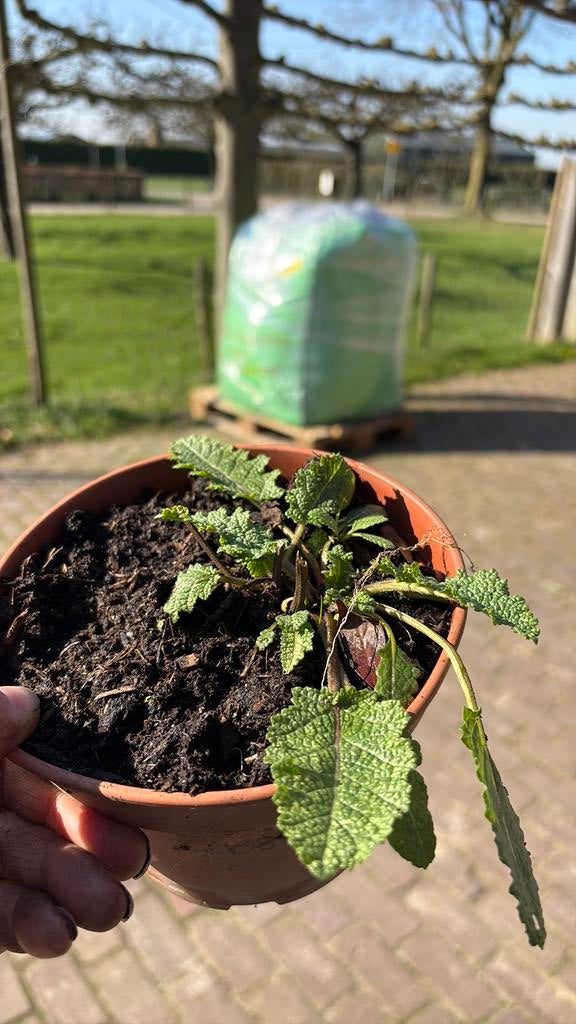 Veldsalie, mooie bijenplant met paarse bloemen, Tuin en Terras, Ophalen, Vaste plant, Overige soorten, Halfschaduw