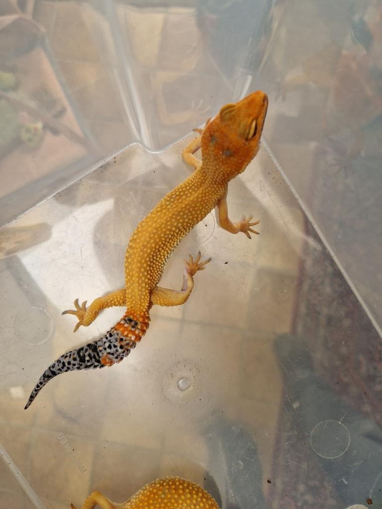 Luipaardgekko's vrouwen inferno enigma, Hagedis, 0 tot 2 jaar