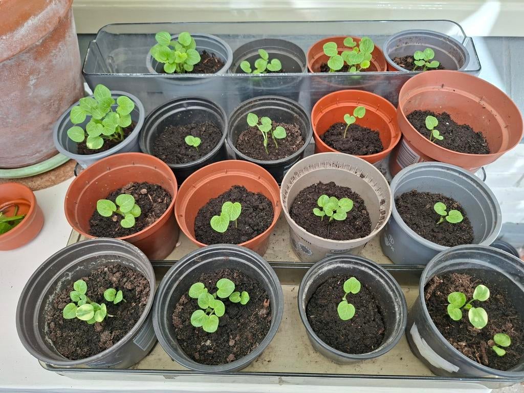 Stokroos plantjes, Tuin en Terras, Ophalen, Eenjarig, Groenteplanten, Volle zon