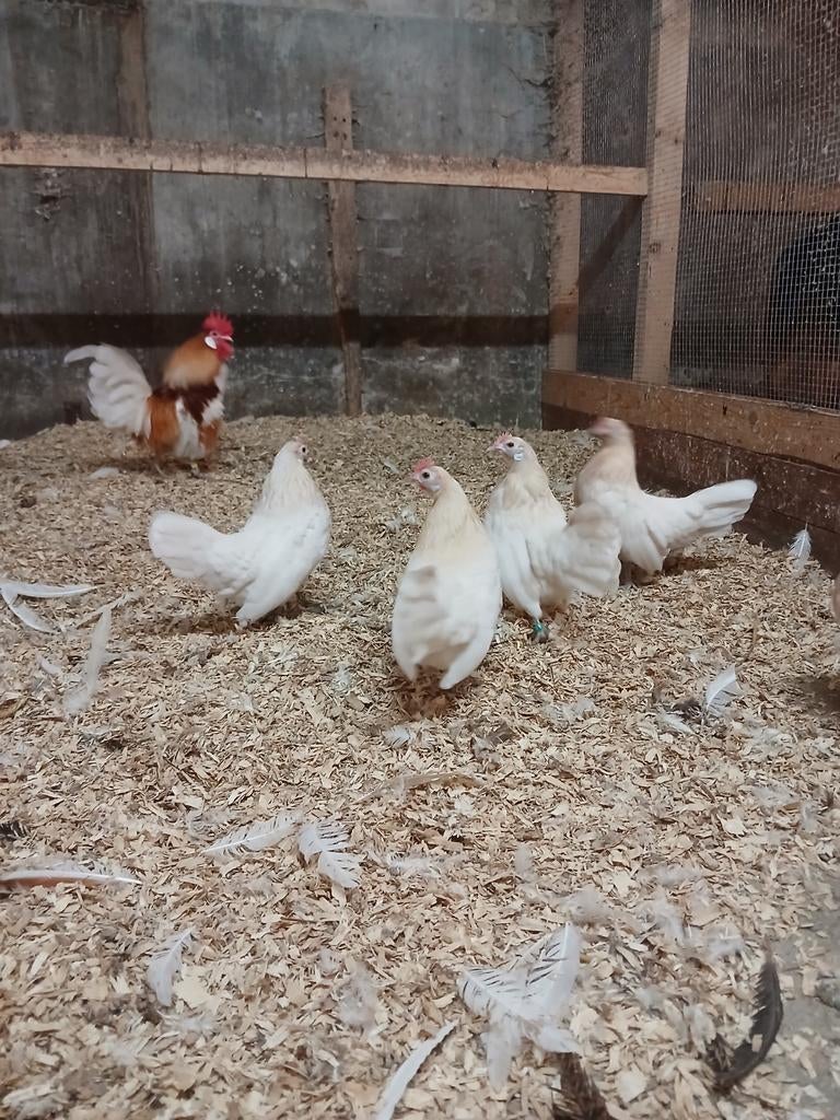 Broedeieren hollandse kriel witpatrijs, Dieren en Toebehoren, Pluimvee, Geslacht onbekend, Kip