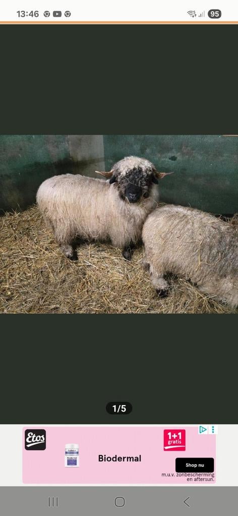 Schapen  scheren  en hoefbekappen⁸, Dieren en Toebehoren, Schapen, Geiten en Varkens, Meerdere dieren, Schaap