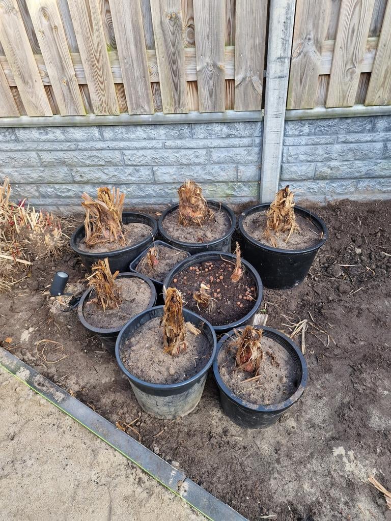 Bananen planten Musa basjoo winterhard, Ophalen, Vaste plant, Overige soorten, Volle zon