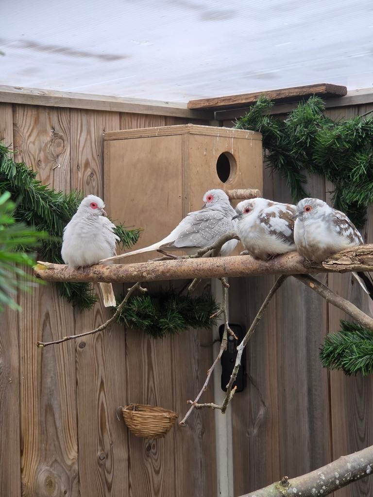 Diamant duif koppel, Dieren en Toebehoren, Meerdere dieren