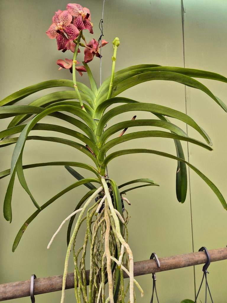 Orchidee Vanda Leopard Coral Motherplant XL (1), Ophalen of Verzenden, Halfschaduw, Minder dan 100 cm