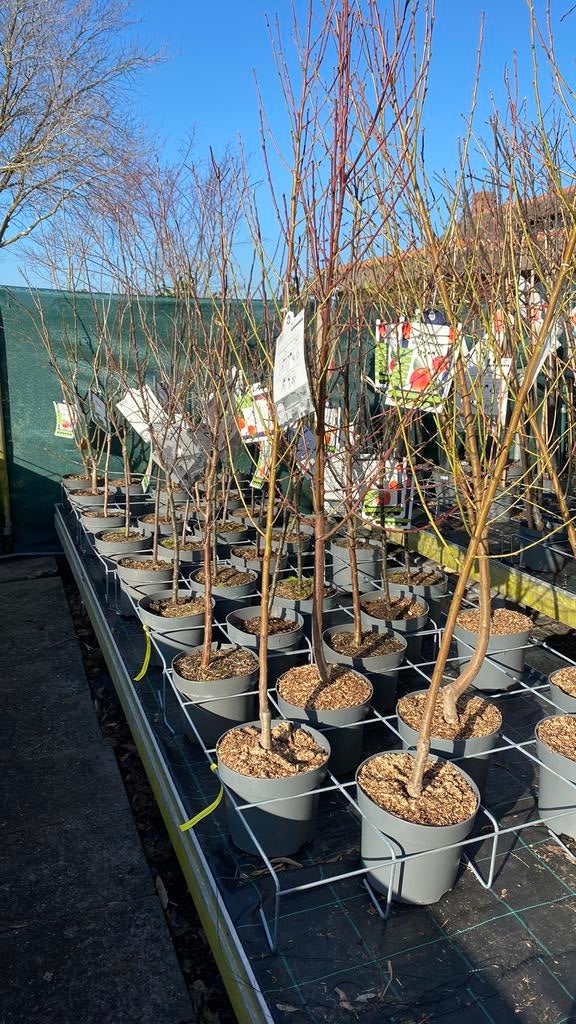 Fruitbomen laagstam, halfstam en hoogstam, Tuin en Terras, Planten | Fruitbomen, Ophalen, Minder dan 100 cm, Overige soorten, Lente